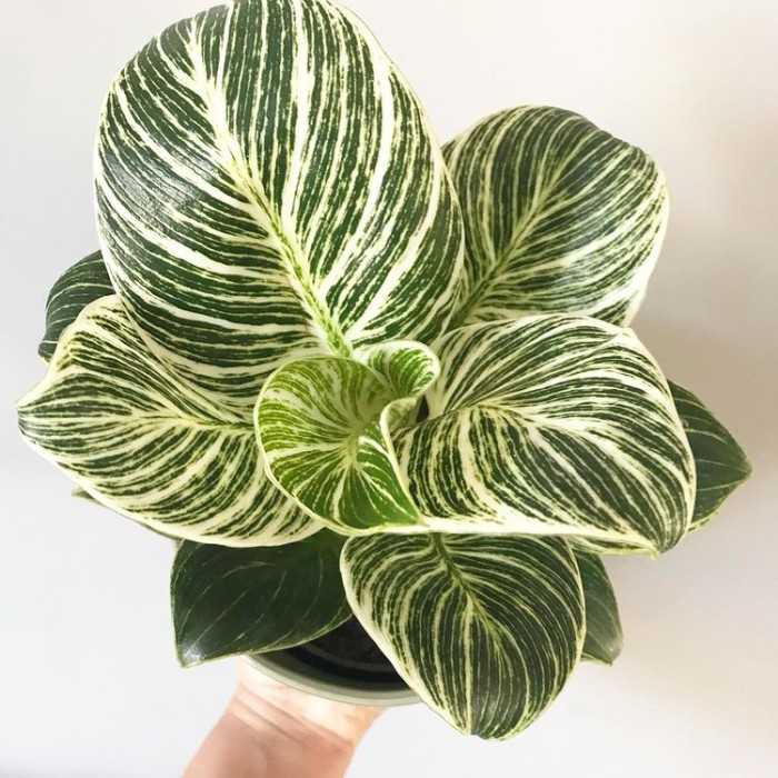 Tanaman hias philodendron birkin - philo birkin