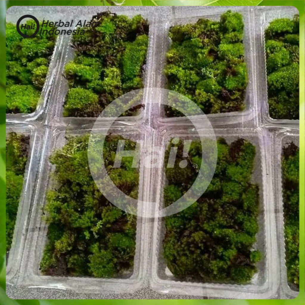 

JUAL BIBIT MOSS FOREST ATAU LUMUT HIDUP COVER BONSAI DLL