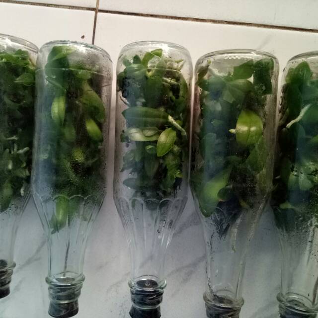Bibit botol anggrek bulan