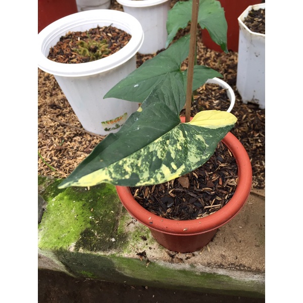 Syngonium Aurea Varigata/Syngonium Yellow/Syngonium Kuning