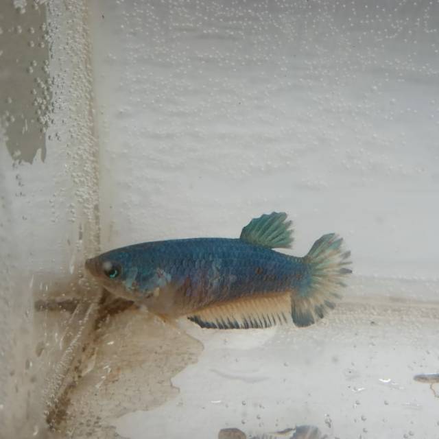

Cupang funcy