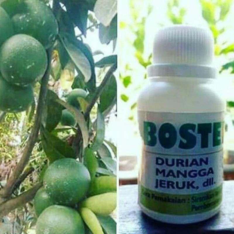 Boster Durian Mangga Jeruk Untuk Pertumbuhan Bunga