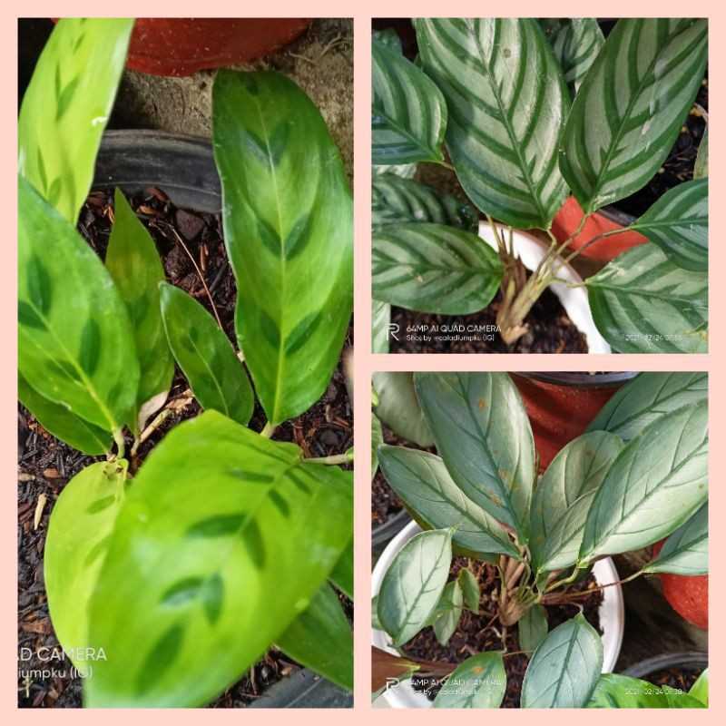 3 jenis calathea