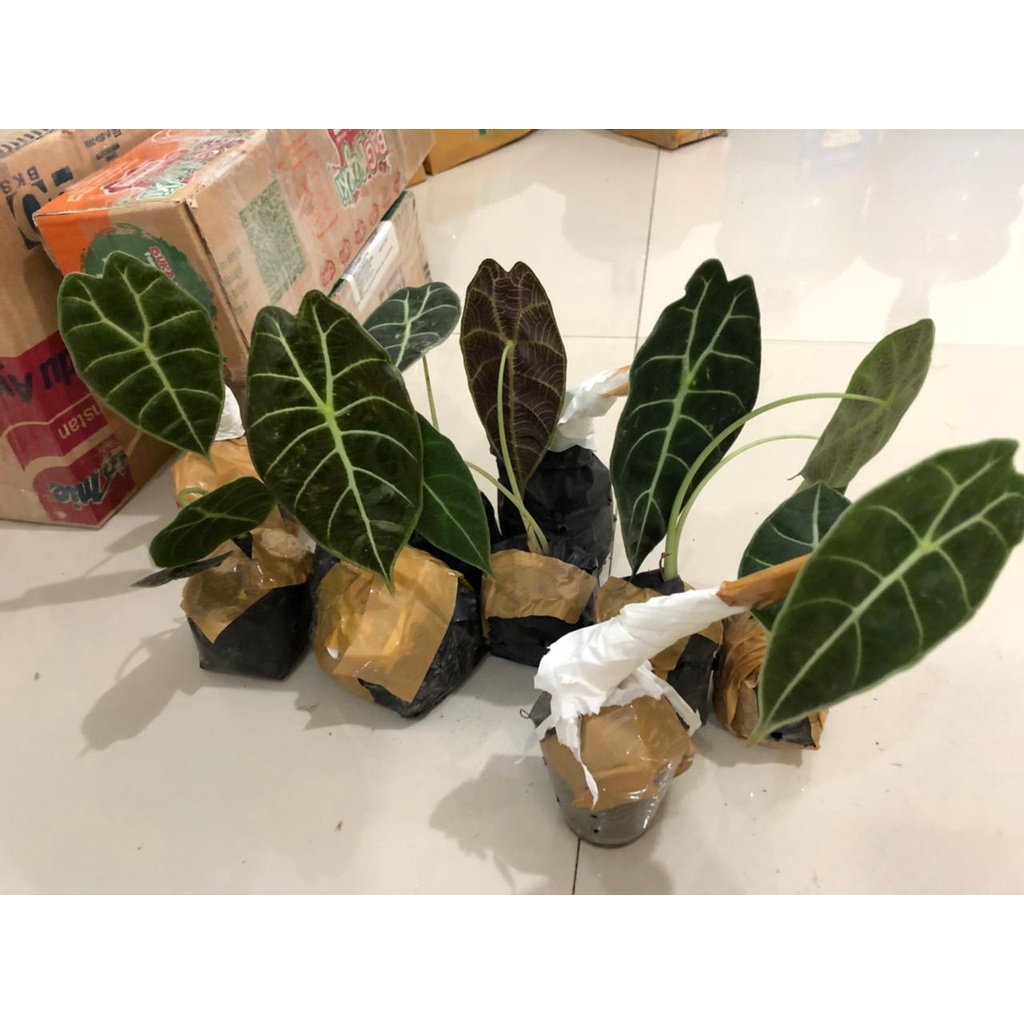 rawatan alocasia watsoniana kalbar alocasia watson