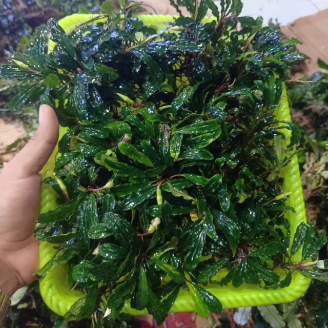 

Buchepalandra pernampan full