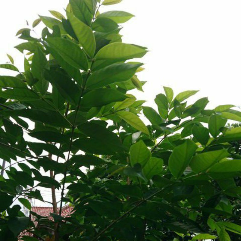 

daun salam per 40 gr