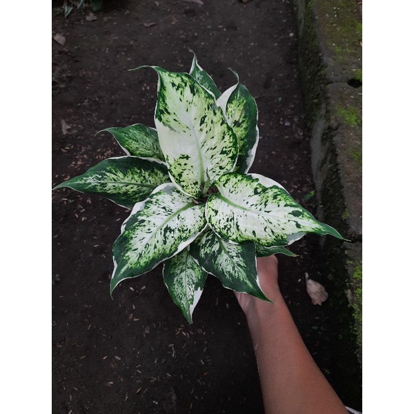 tanaman hias hidup [ diven lukisan cinta ]