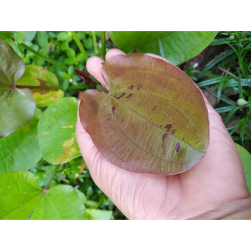 Echinodorus yellow sun ( Tanaman Aquascape Tumbuhan Air Aquarium)