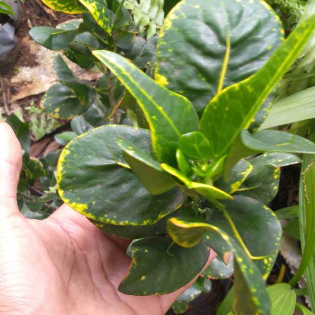 Puring jengkol l Tanaman hias puring jengkol