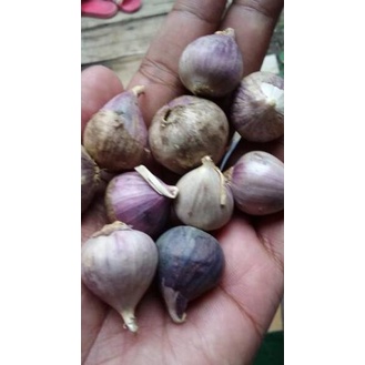 

Z Bawang Putih Tunggal ukuran Besar ( 1 kg) ➟ ★★