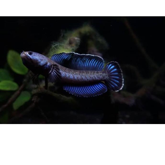 ☄️ CHANNA ANDRAO / Chana Andrao 4-5CM / GABUS HIAS / ikan hias / predator / akuarium #tiktoktrend