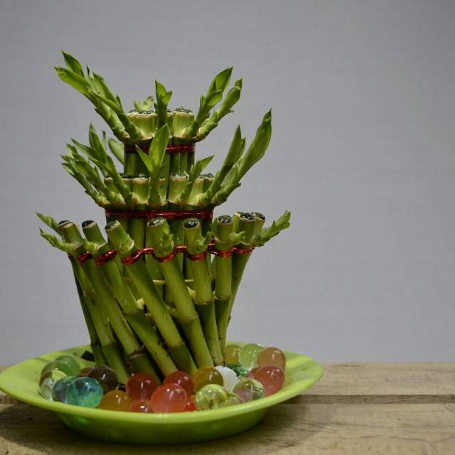 Bambu Hoki | Distributor Bambu Hoki | Tanaman Hias Bambu Hoki | Grosir Bambu Hoki | Air Mancur