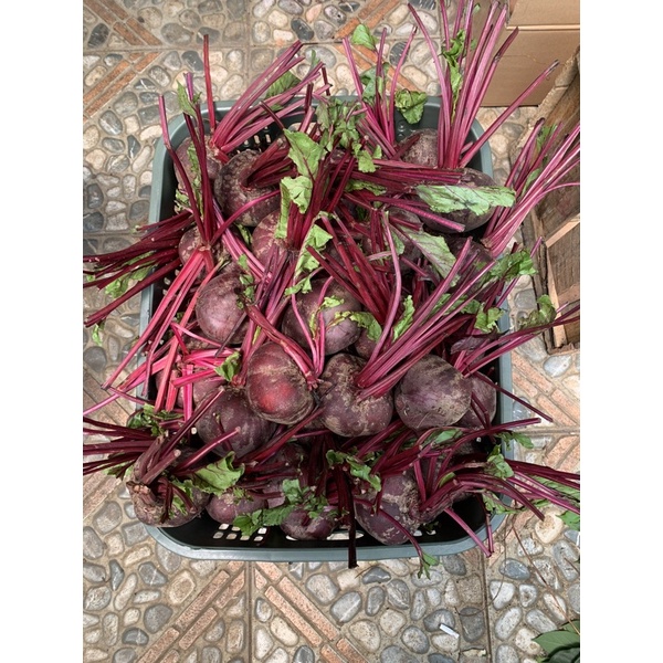 

Buah bit / organic beet root FRESH
