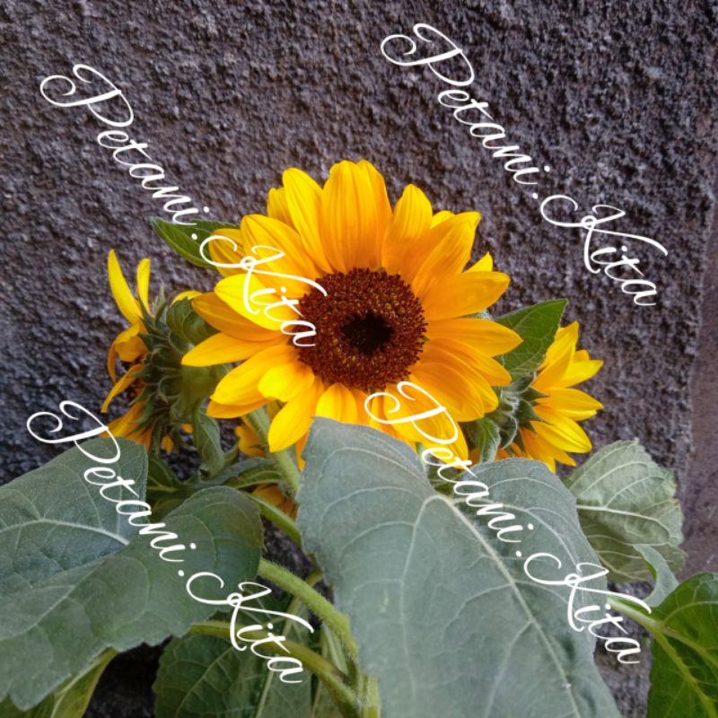 Bibit Bunga Matahari Pohon Bunga Matahari Hidup Bukan Biji benih Bunga matahari