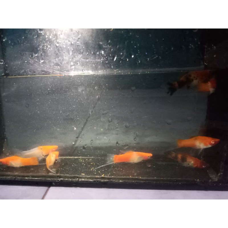 ikan platy sanke per ekor