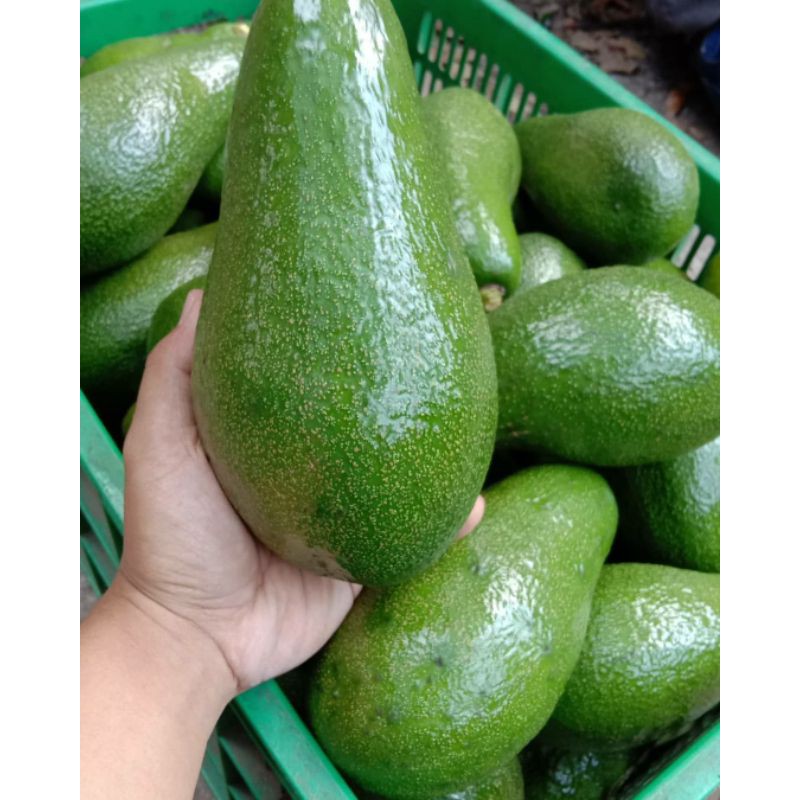 

Akpukat Jumbo 1-3 Buah/KG