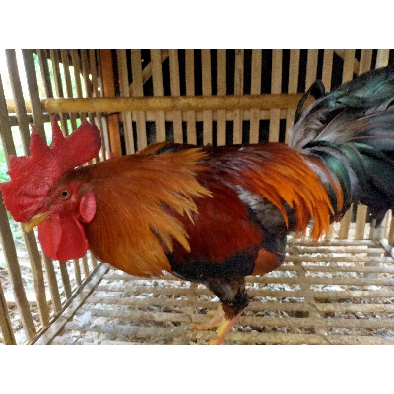 Ayam Jago Pelung