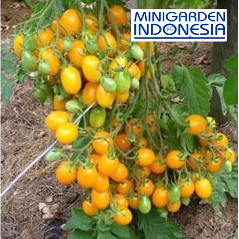 5 Benih Tomat Mini Kuning Known-You Seed F1 bibit tanaman sayur sayuran / buah