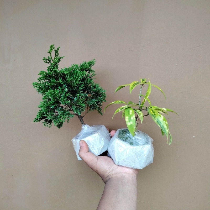 bonsai pua-pua+bambu kuning pakai pot approximately besar