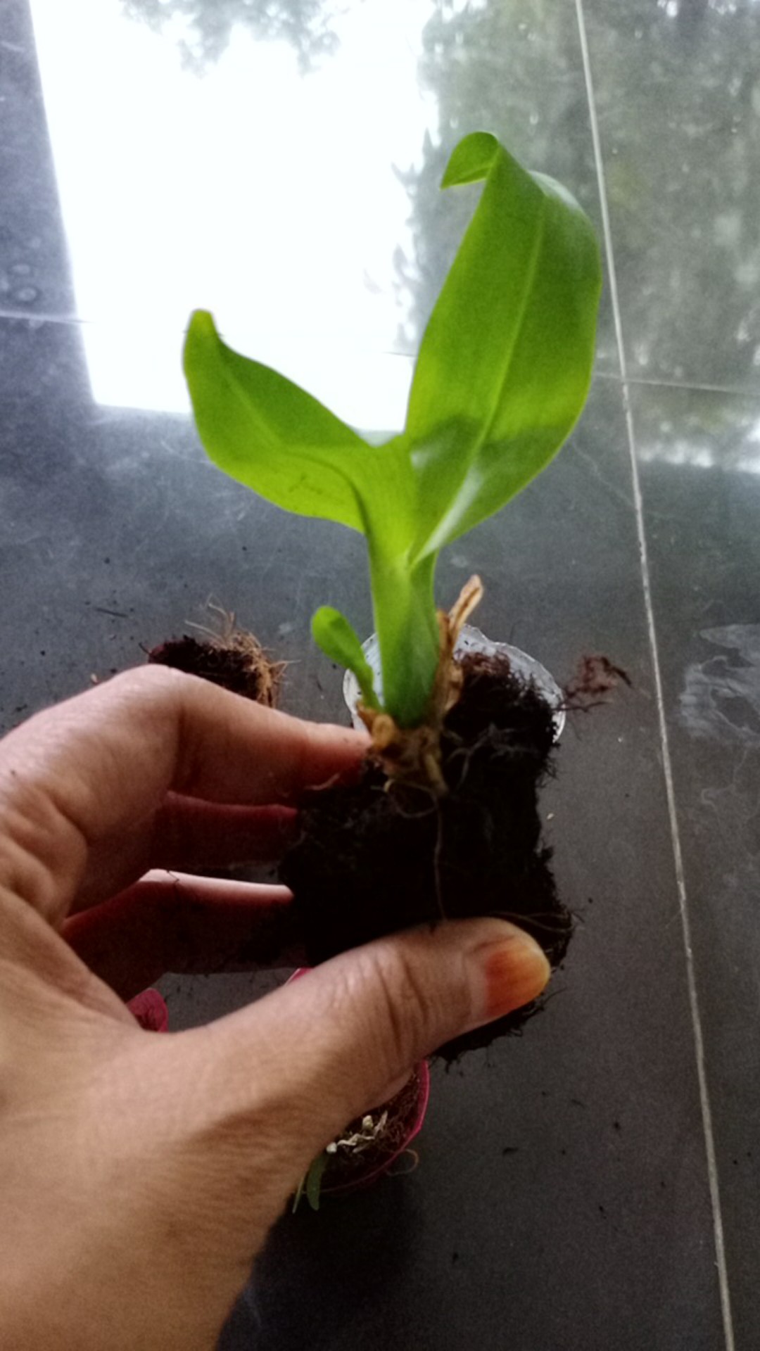 Seedling Gramma Tiger Paw