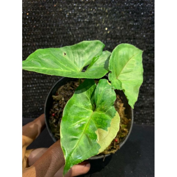tanaman hias syngonium t24