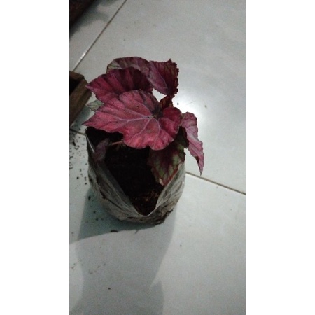 Tanaman Begonia Red Chili