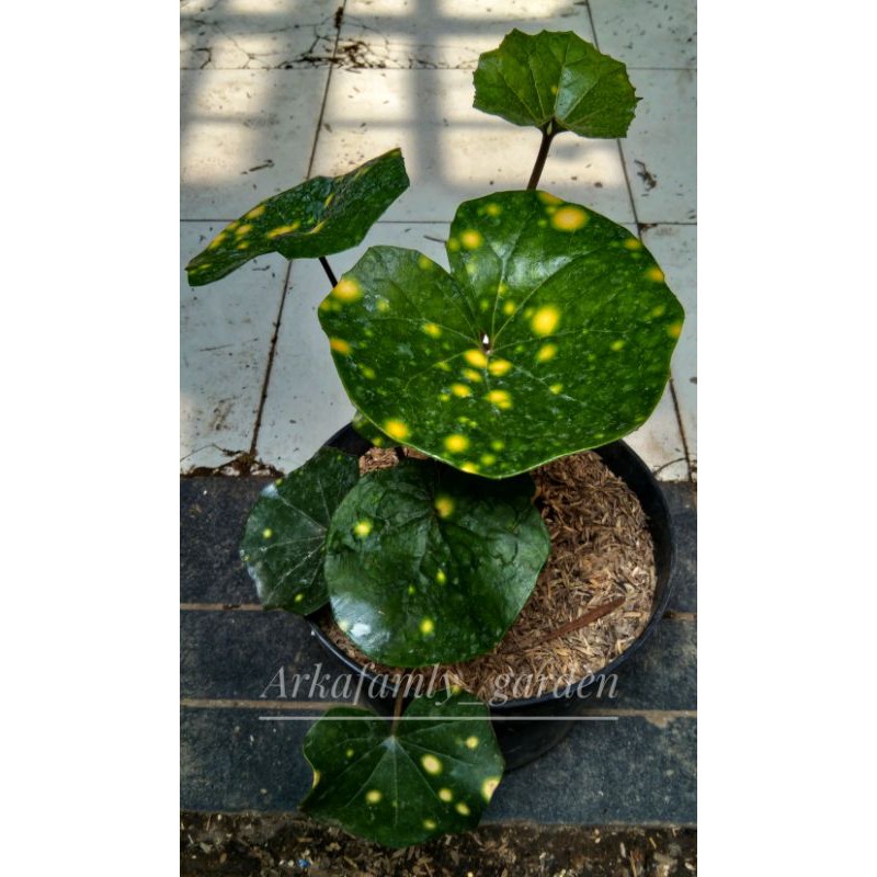 Tanaman begonia stick emas/Tanaman hias begonia daun
