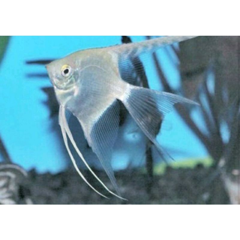 Manfish platinum slayer