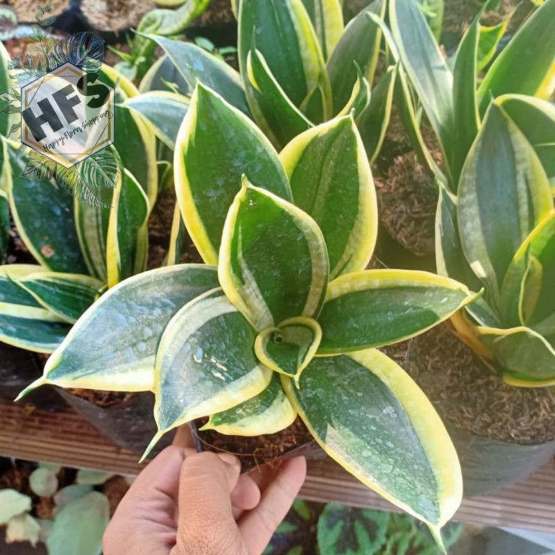 tanaman hias sansivera pagoda( indukan)