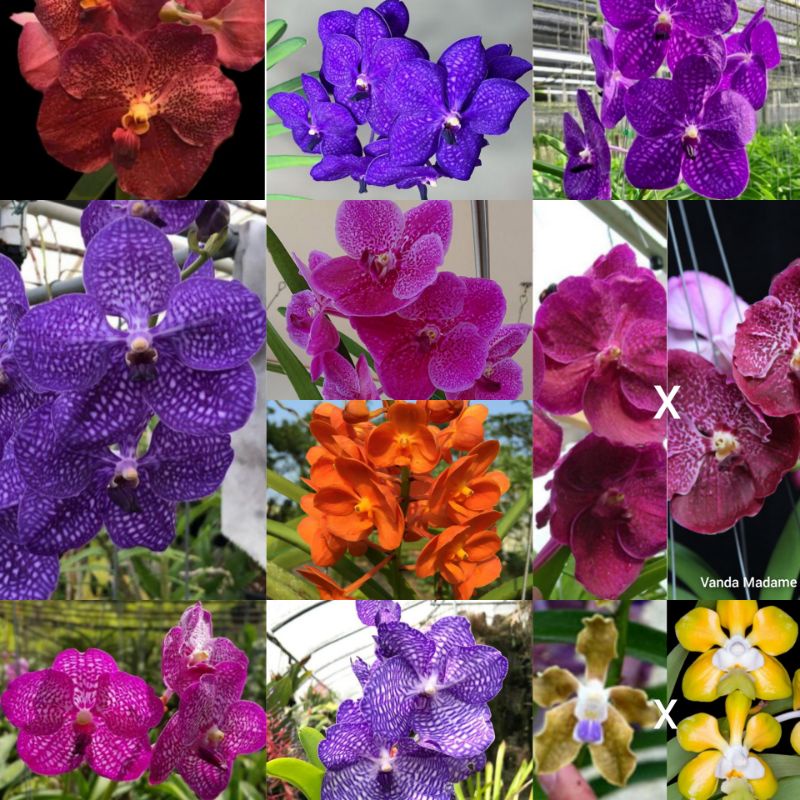 Anggrek Vanda Dewasa