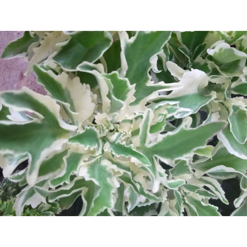 Tanaman Hias Caladiva Varigata - Cocor Bebek Varigata - Sosor Bebek