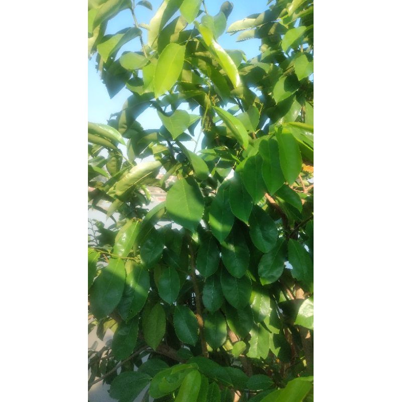 

daun sirsak