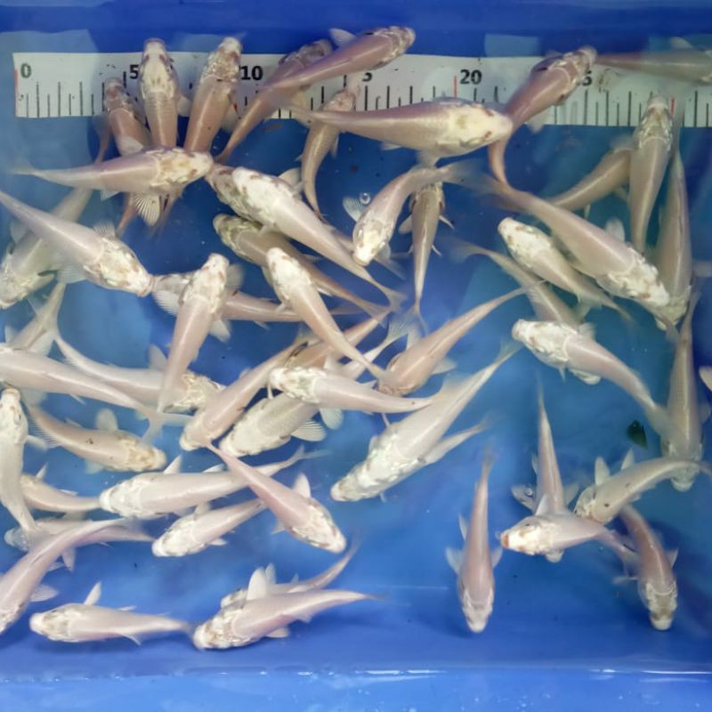 ikan koi Platinum size 7-9 cm