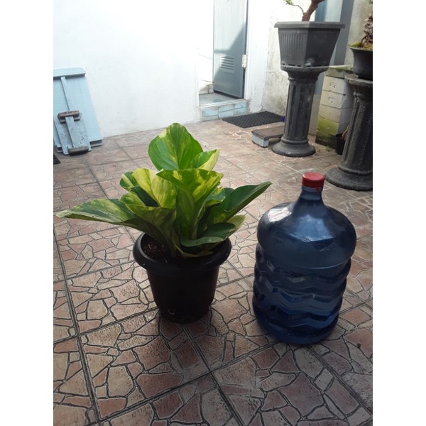 anthurium jemani cobra varigata mewah indukan. foto real pic