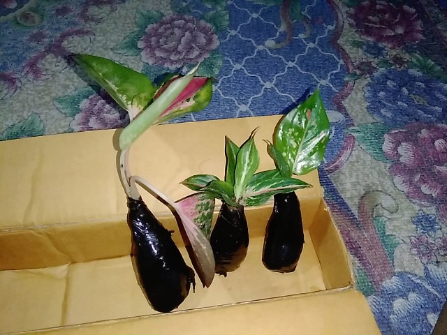 Aglonema Kochin Anakan