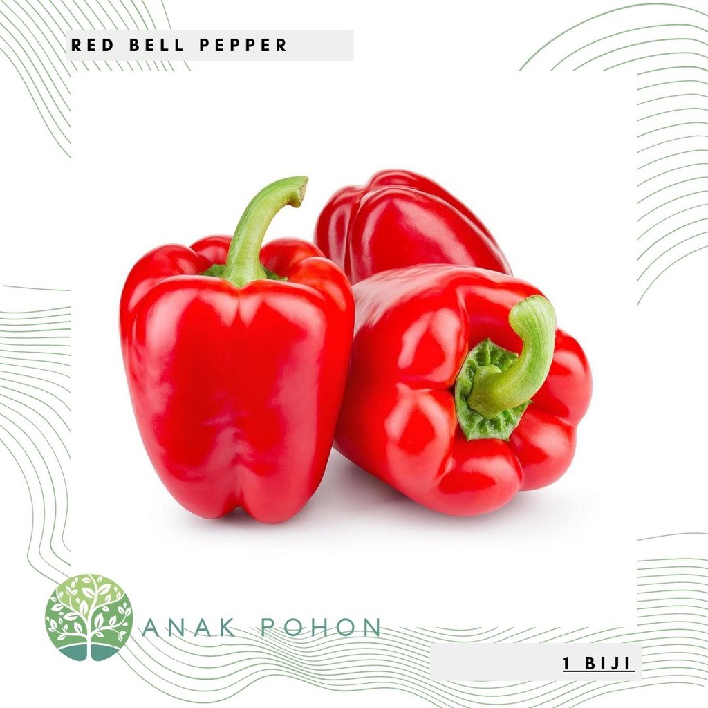Benih Bibit Biji - Paprika Merah Red Star Sweet Bell Pepper F1 Hibrida Seeds
