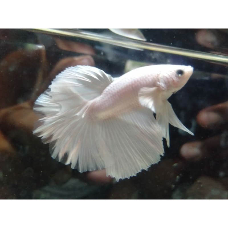 ikan cupang WHITE PLATINUM Termurah)