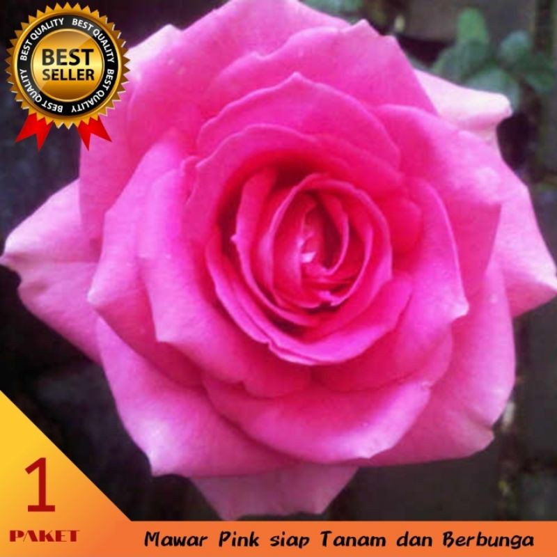 

ichi - Mawar Pink (1pohon) siap Mekar Segar dan Harum