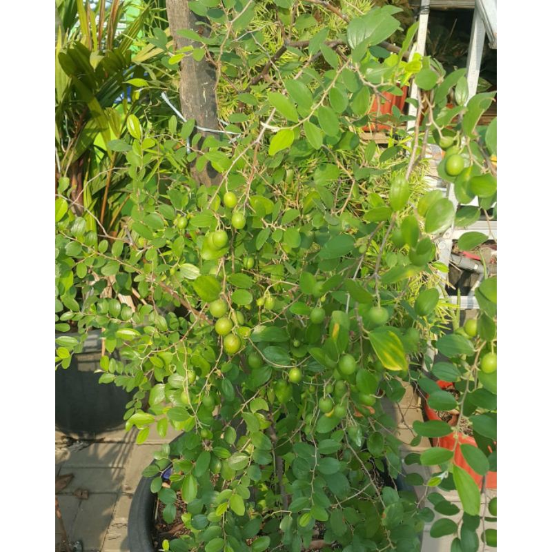 BIBIT TANAMAN ATAU BIBIT POHON BIDARA / WIDARA