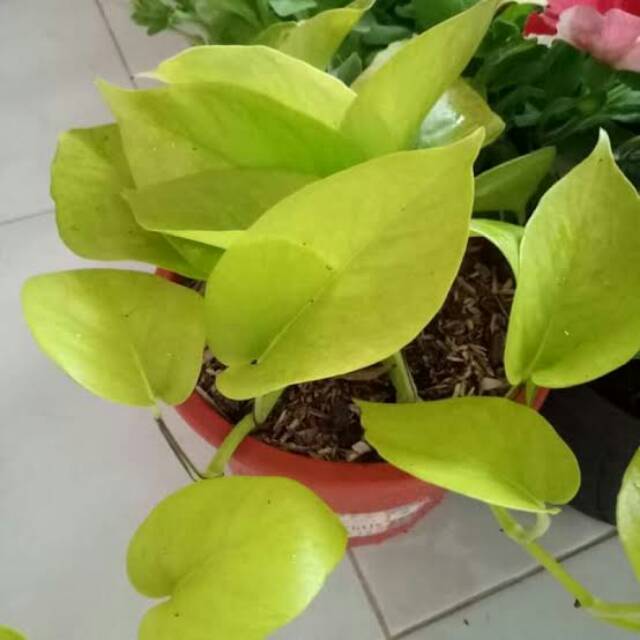 Sirih gading kuning srigading lemon love sirih gading