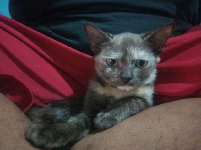 Kemeja Cowok Batik Jumbo Baju Batik Pria Jumbo Kemeja Cowok Jumbo Big Size M,l,xl,3xl,4xl,5xl,6xl