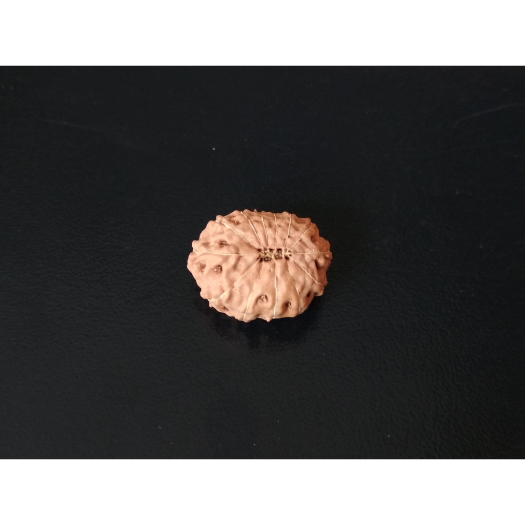 Rudraksha Mukhi 13 D17.7x13.55 Liontin Jenitri