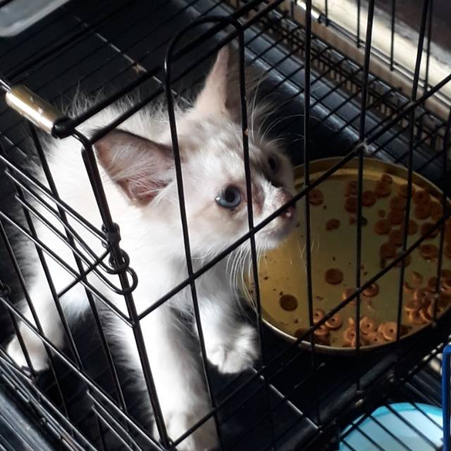 Kucing jantan sehat lucu lincah umur 2 bulan
