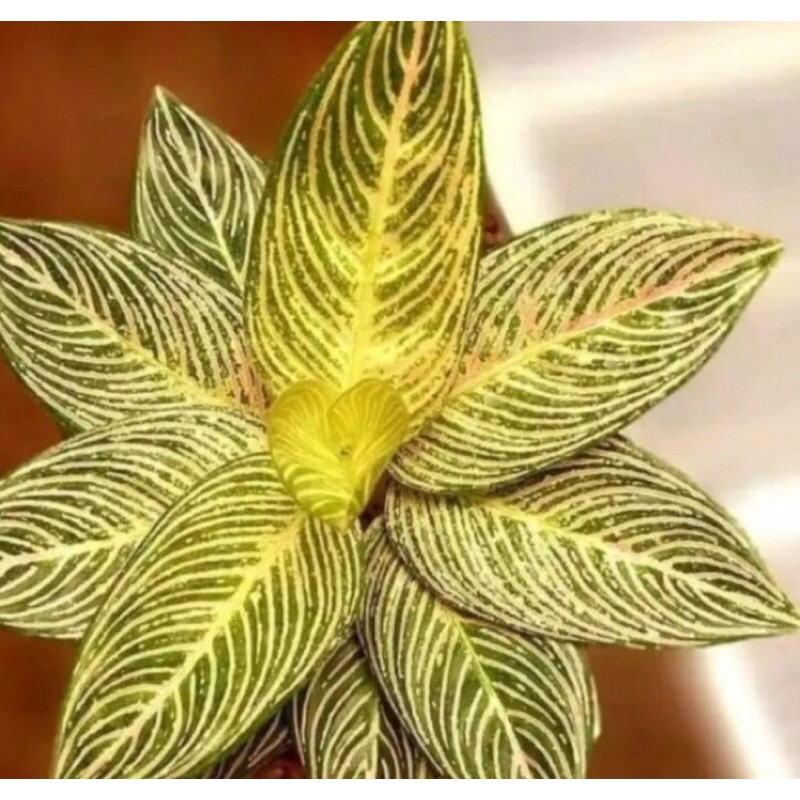 Tanaman hias aglonema Golden hope- bonggol aglonema golden hope