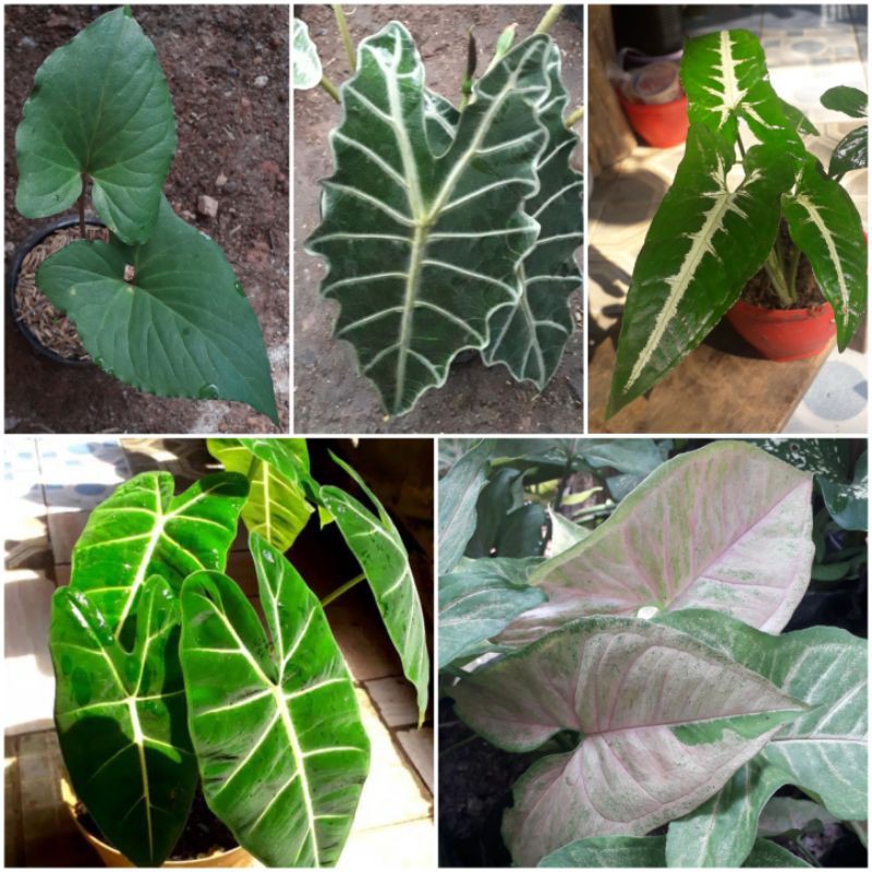 PAKET KELADI MURAH / PAKET KELADI / TANAMAN KELADI / KELADI PAKET / KELADI