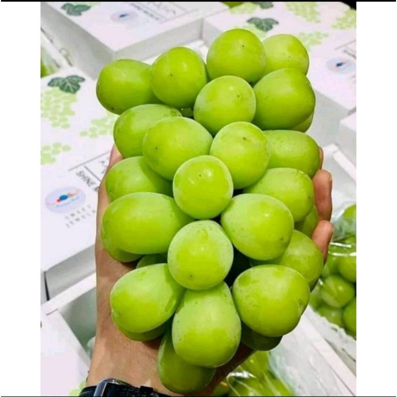 Bibit Anggur Impor Shine Muscat Hasil Grafting