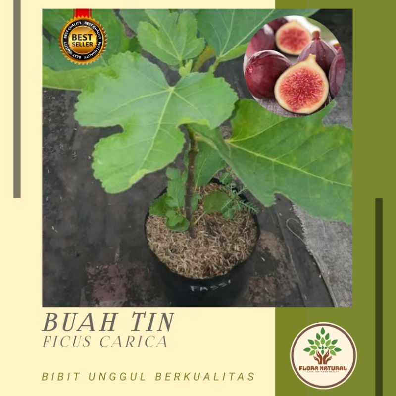 Bibit tanaman buah tin pohon buah tin