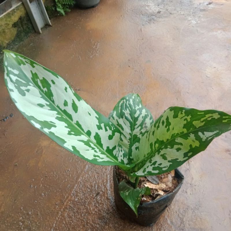 Tanaman Sri rejeki army//blanceng army