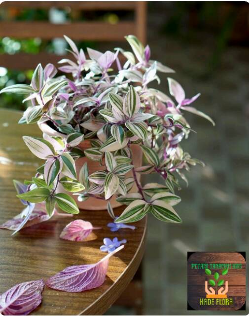 Tanaman hias tradescantia fluminensis tricolor include pot