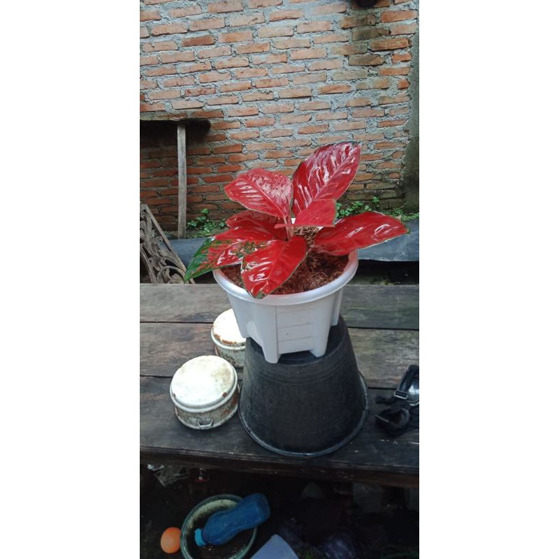 AGLONEMA SUKSOM JAIPONG ORIGINAL SUPER MURAH